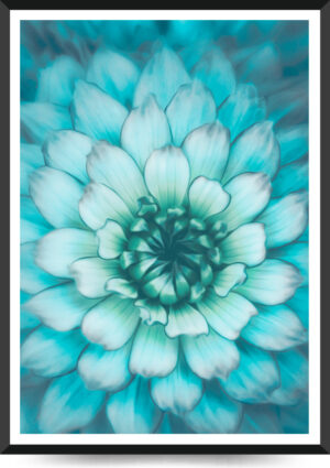billede af dahlia manipuleret aqua blå