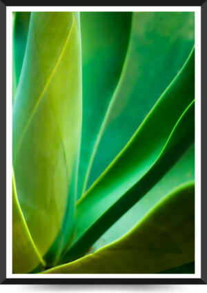 fotoplakat med grønne sukulent blade