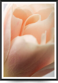 lyserød tulipan billede
